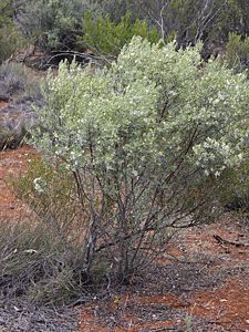 Castiarina browningi, PL3608, adult host plant, Prostanthera althoferi ssp. longifolia (PJL 3070), EP
